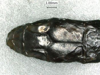 Media type: image;   Herpetology R-28468
